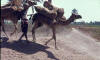 Big Beasties on the Dhala Road 1965